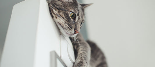 Die Katze um den Bauch - Warum wir im Wechsel zunehmen