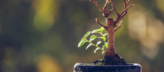 Resilienz, unsere innere Kraft - wie du leichter durch Krisen kommst